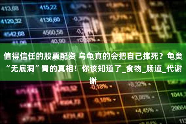 值得信任的股票配资 乌龟真的会把自己撑死？龟类“无底洞”胃的真相！你该知道了_食物_肠道_代谢